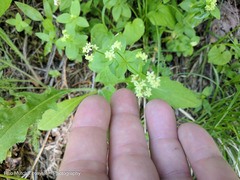 Galium oreganum