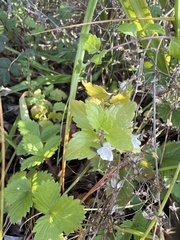 Clinopodium douglasii
