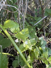 Clinopodium douglasii