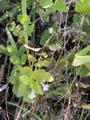 Clinopodium douglasii
