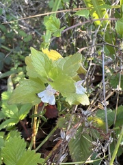 Clinopodium douglasii
