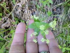 Galium oreganum