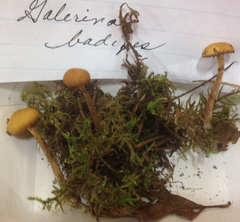 Galerina badipes