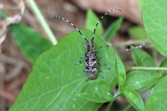 Monochamus saltuarius