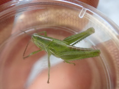 Hesperotettix viridis image