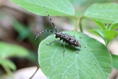 Monochamus saltuarius