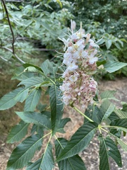 Aesculus californica