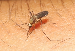 Aedes scapularis