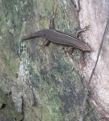 Eutropis lapulapu