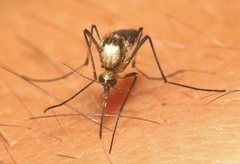 Aedes scapularis