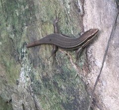 Eutropis lapulapu