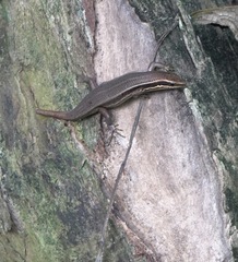 Eutropis lapulapu