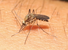 Aedes scapularis