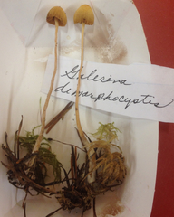 Galerina stordalii
