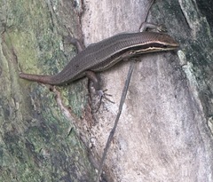 Eutropis lapulapu