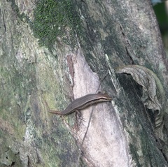 Eutropis lapulapu