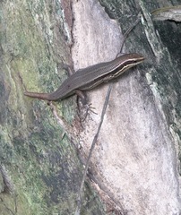 Eutropis lapulapu