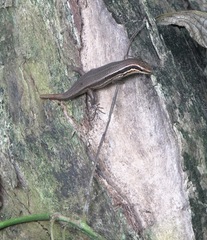 Eutropis lapulapu