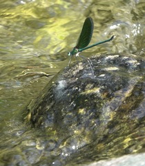 Neurobasis luzoniensis