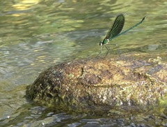 Neurobasis luzoniensis