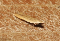 Mesophleps adustipennis