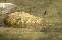 Neurobasis luzoniensis