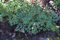 Capnoides sempervirens