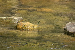 Neurobasis luzoniensis