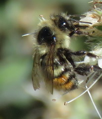 Bombus flavifrons