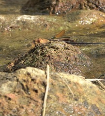 Neurobasis luzoniensis