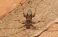 Lepturges angulatus
