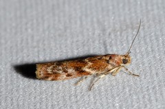 Ephestiopsis oenobarella