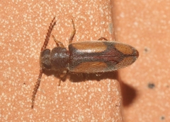 Polypria cruxrufa