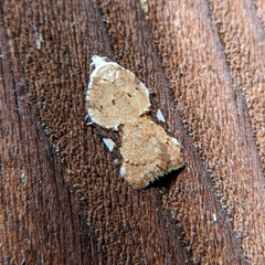Acleris cervinana