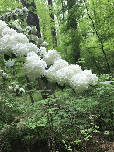 Viburnum plicatum iNat (1)