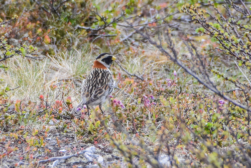 Escribano lapón (Calcarius lapponicus)