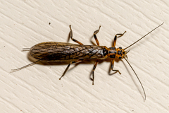 Perlinella drymo