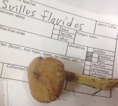 Suillus flavidus