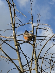 Turdus migratorius