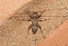 Lepturges angulatus