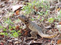 Leiocephalus carinatus