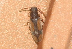 Polypria cruxrufa