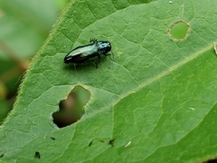 Agrilus cyanescens