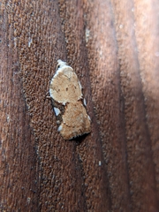Acleris cervinana