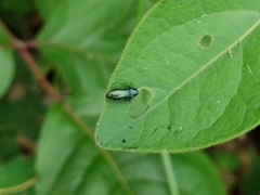 Agrilus cyanescens
