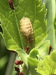 Epistrophella emarginata