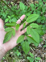 Ligusticum canadense