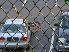 Passer domesticus
