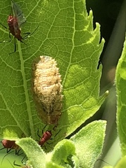 Epistrophella emarginata