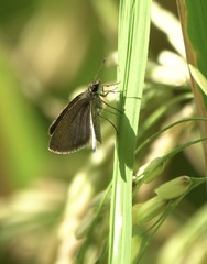 Aeromachus plumbeola